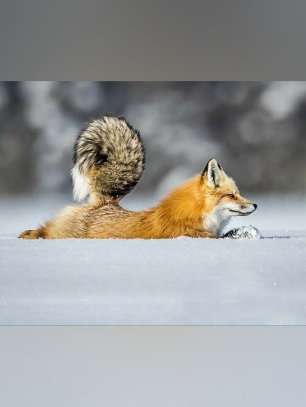 ☔🧣⌚👜🍸🌲🐅🦋🥧 - Picture 8 of 14